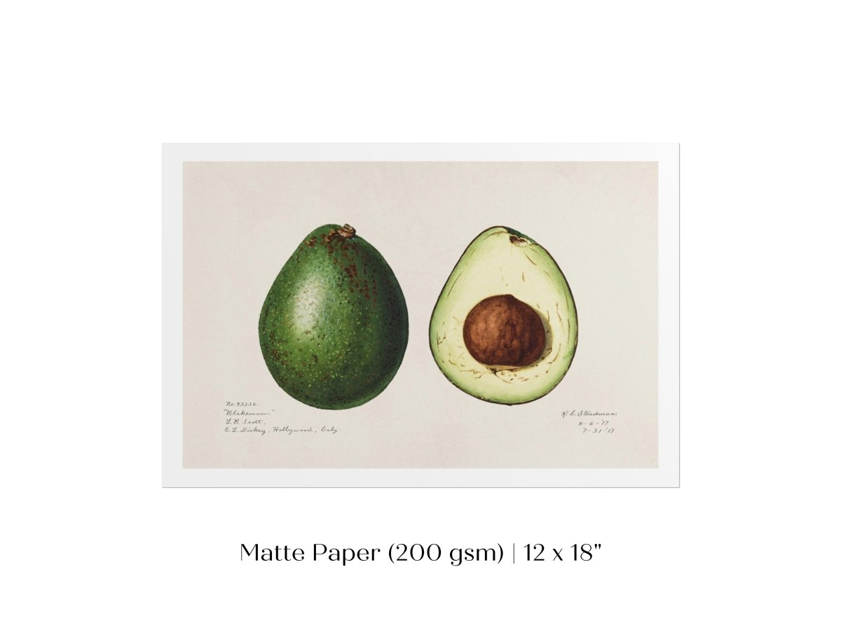Avocado Illustration | P416 - Single Art Prints - Piccolo Fiore Prints