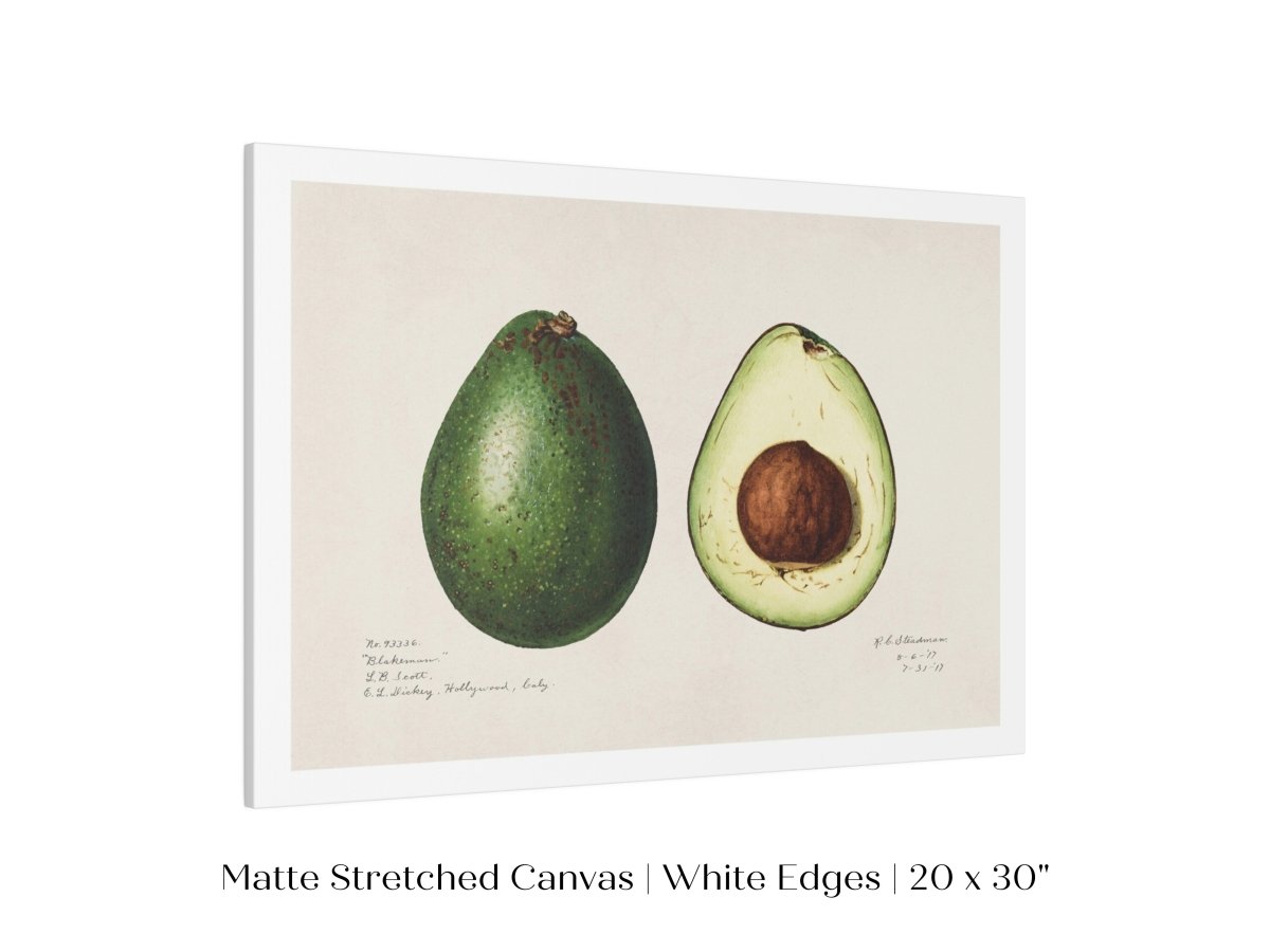 Avocado Illustration | P416 - Single Art Prints - Piccolo Fiore Prints
