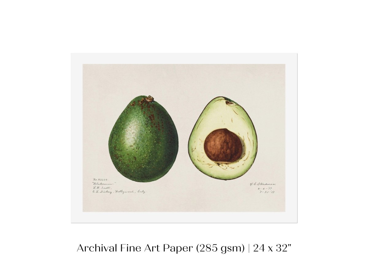 Avocado Illustration | P416 - Single Art Prints - Piccolo Fiore Prints