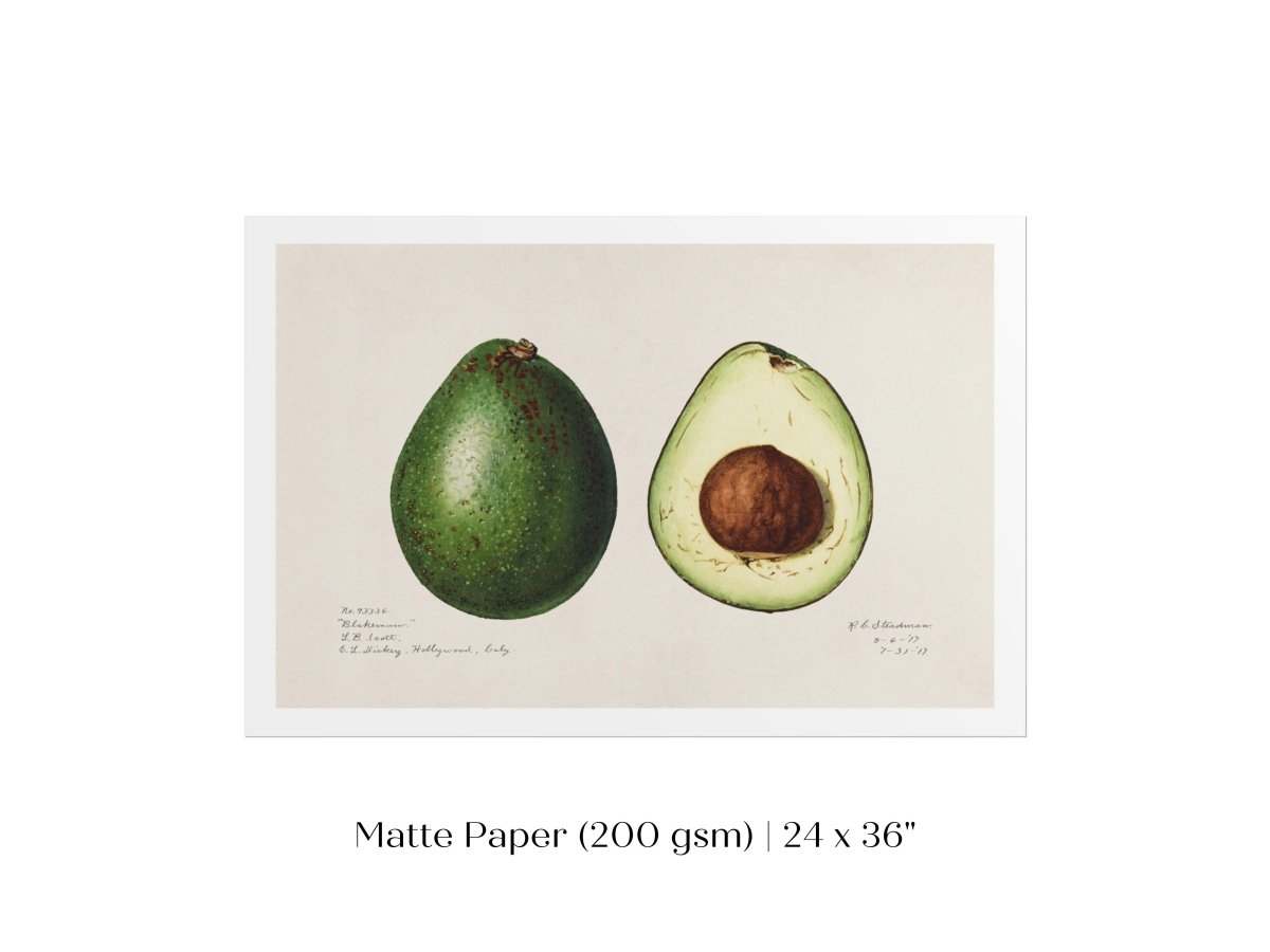 Avocado Illustration | P416 - Single Art Prints - Piccolo Fiore Prints