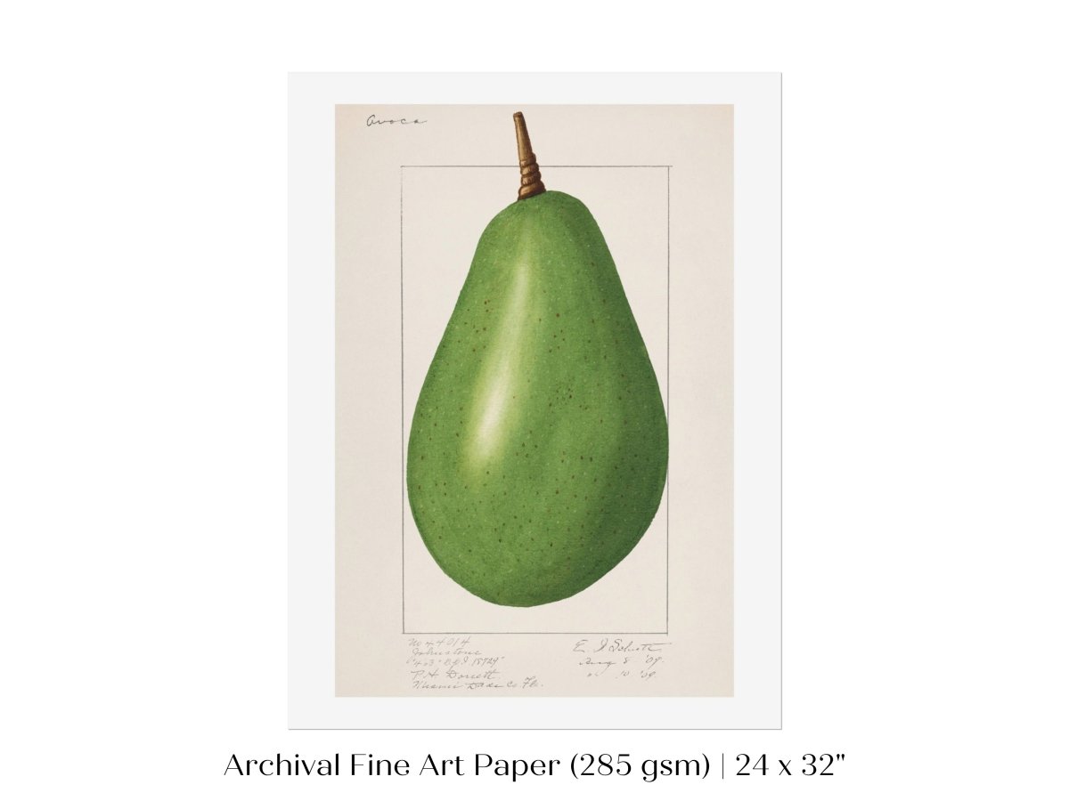 Avocado Illustration | P424 - Single Art Prints - Piccolo Fiore Prints