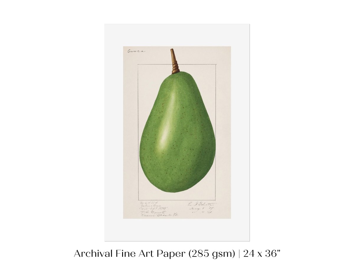 Avocado Illustration | P424 - Single Art Prints - Piccolo Fiore Prints
