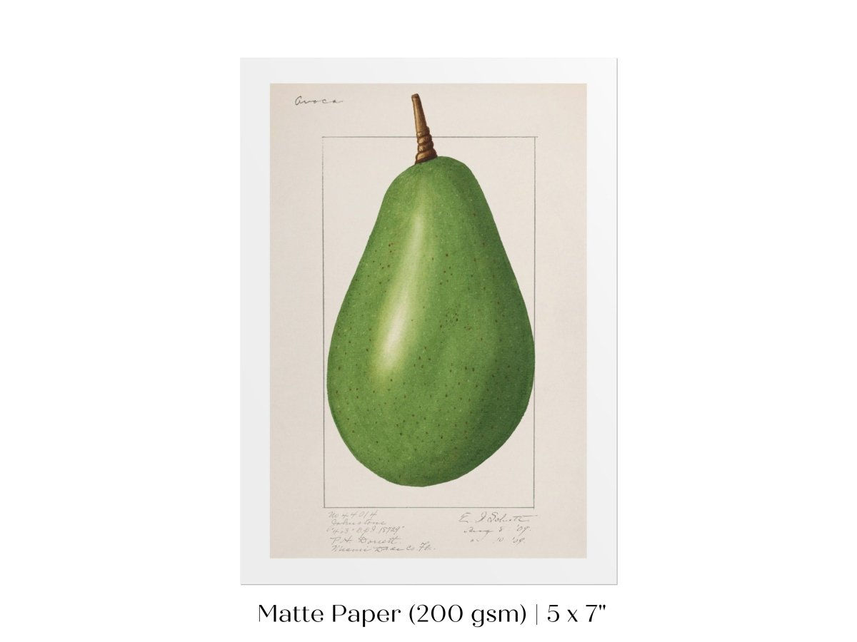 Avocado Illustration | P424 - Single Art Prints - Piccolo Fiore Prints