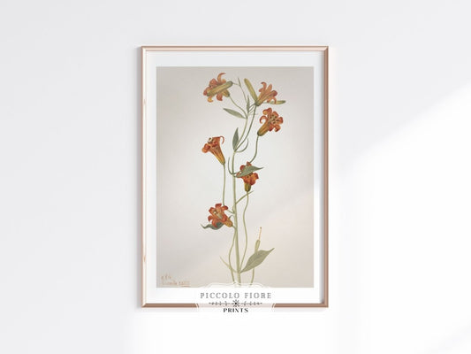 Blazing Star (Mentzelia laevicaulis) Floral Watercolour | P376 - Single Art Prints - Piccolo Fiore Prints
