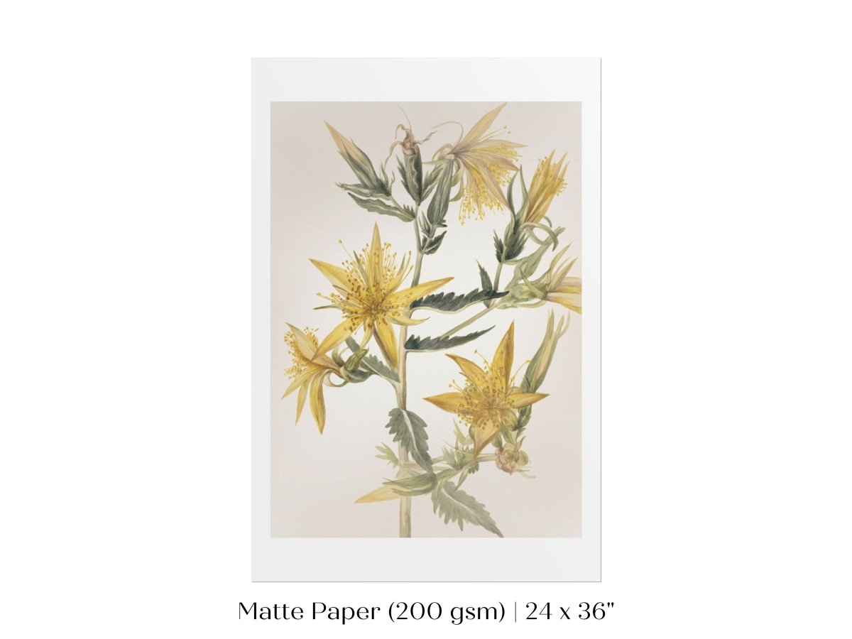 Blazing Star (Mentzelia laevicaulis) Floral Watercolour | P376 - Single Art Prints - Piccolo Fiore Prints
