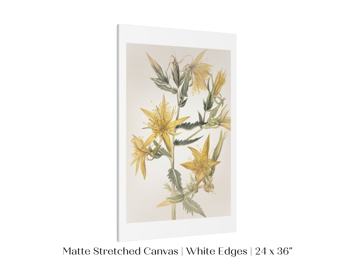 Blazing Star (Mentzelia laevicaulis) Floral Watercolour | P376 - Single Art Prints - Piccolo Fiore Prints