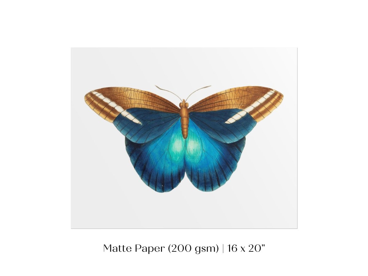 Blue and Brown Butterfly Illustration | P100 - Single Art Prints - Piccolo Fiore Prints