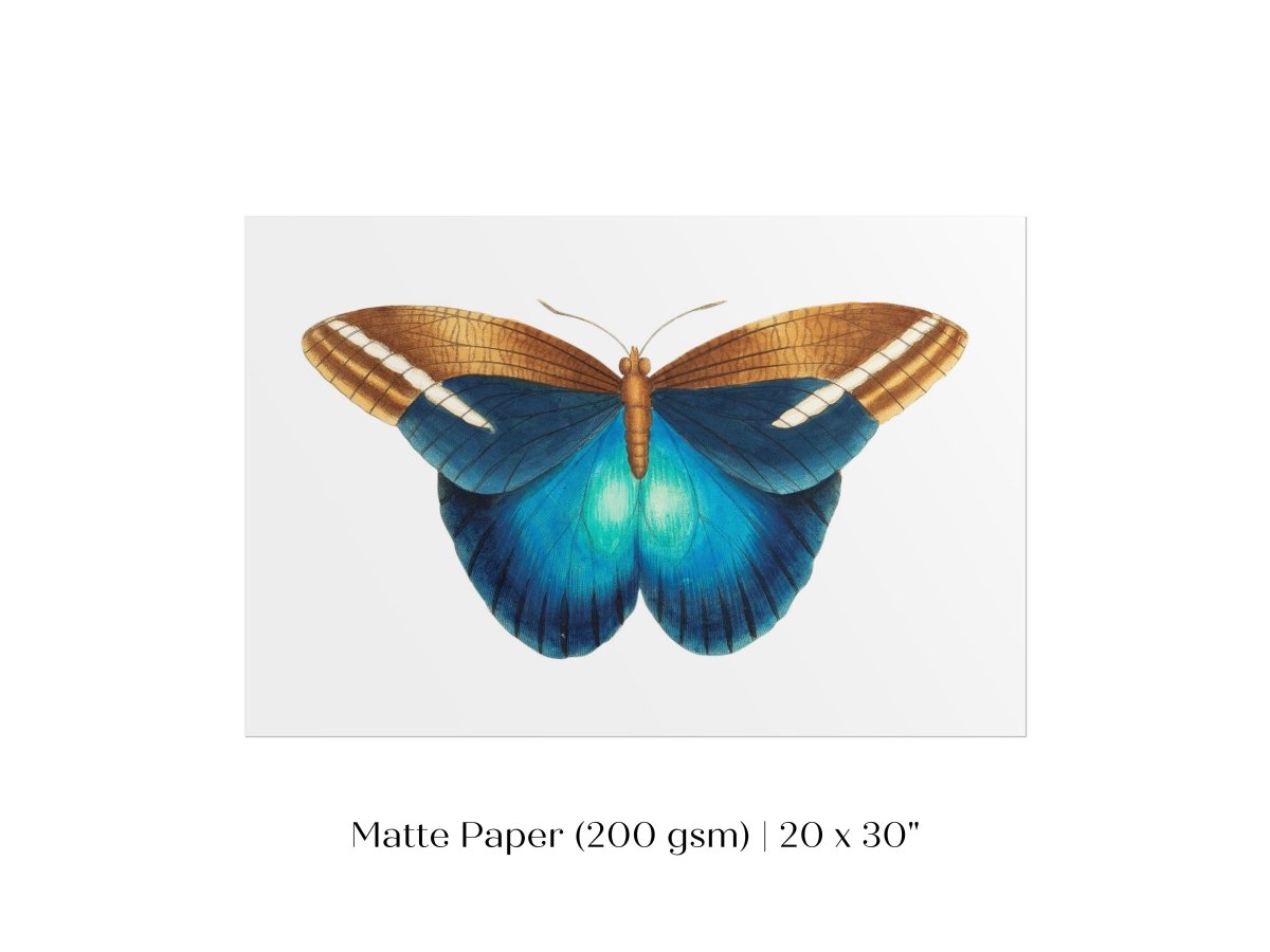 Blue and Brown Butterfly Illustration | P100 - Single Art Prints - Piccolo Fiore Prints