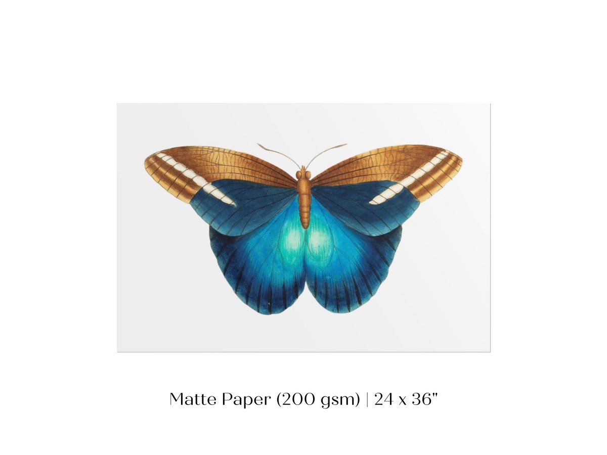 Blue and Brown Butterfly Illustration | P100 - Single Art Prints - Piccolo Fiore Prints