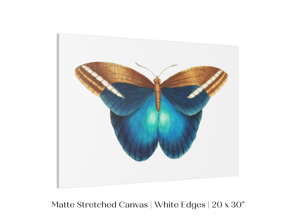 Blue and Brown Butterfly Illustration | P100 - Single Art Prints - Piccolo Fiore Prints