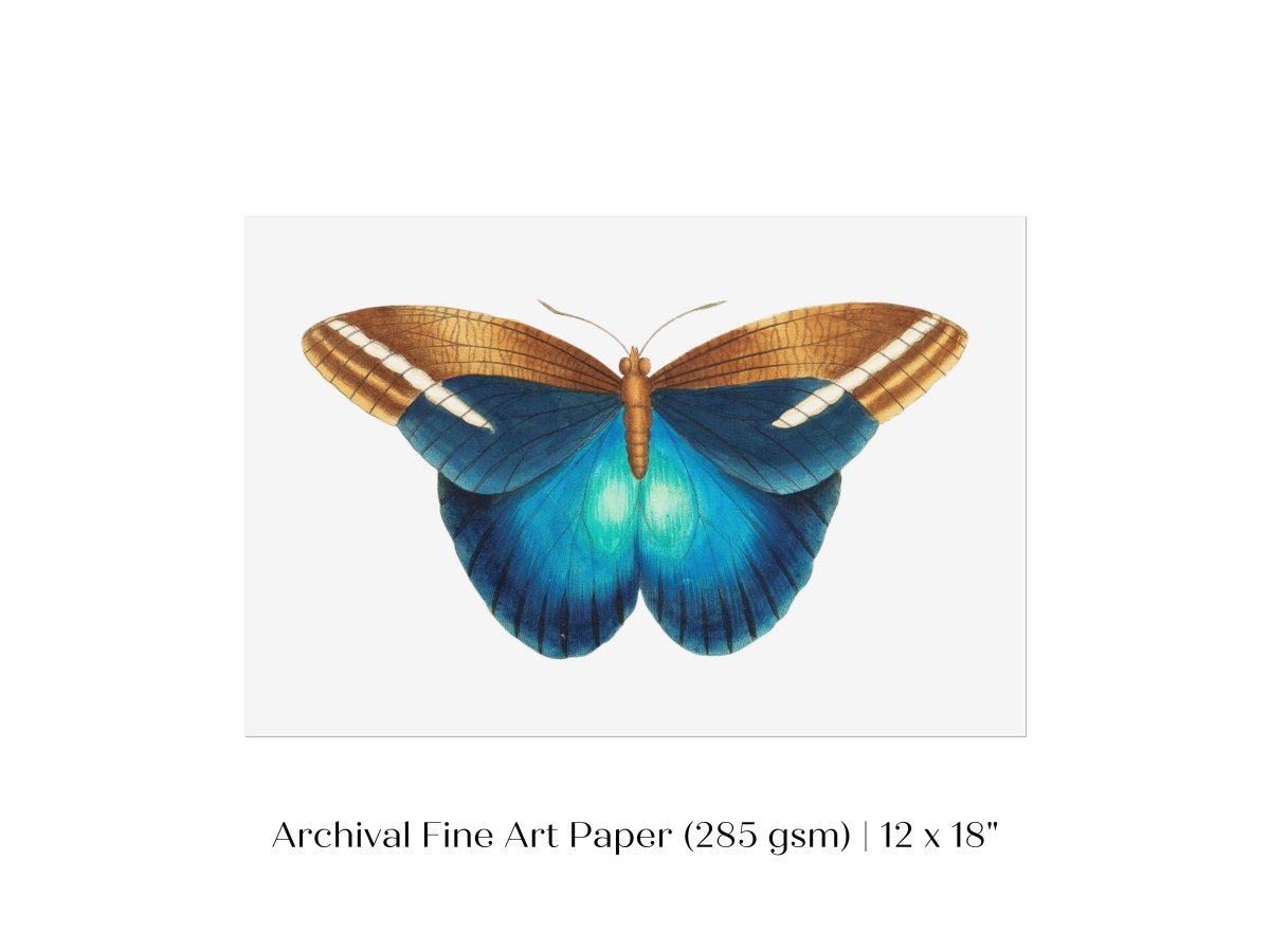 Blue and Brown Butterfly Illustration | P100 - Single Art Prints - Piccolo Fiore Prints