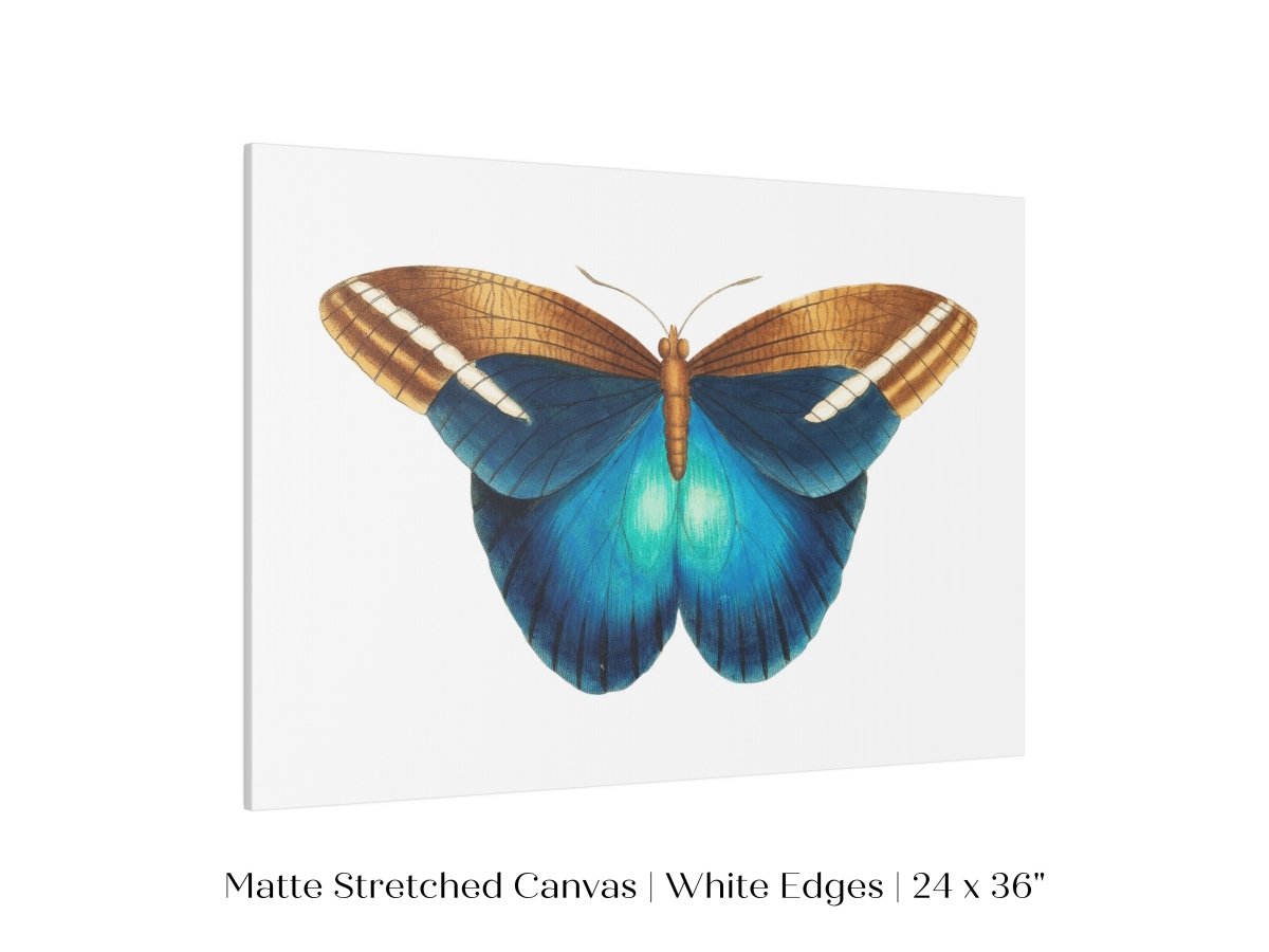 Blue and Brown Butterfly Illustration | P100 - Single Art Prints - Piccolo Fiore Prints