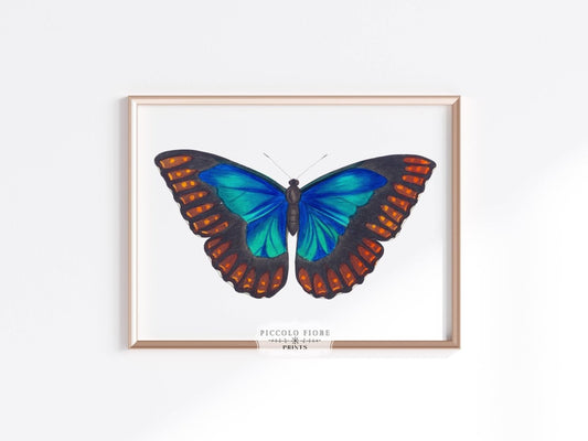 Blue and Turquoise Butterfly Illustration | P89 - Single Art Prints - Piccolo Fiore Prints