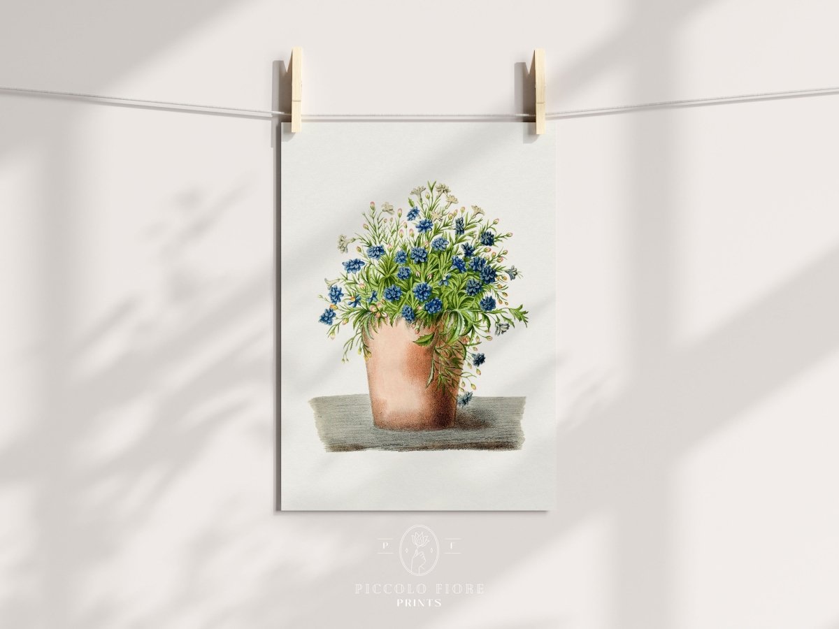 Blue Garden Lobelia in a Pot | P160 - Single Art Prints - Piccolo Fiore Prints