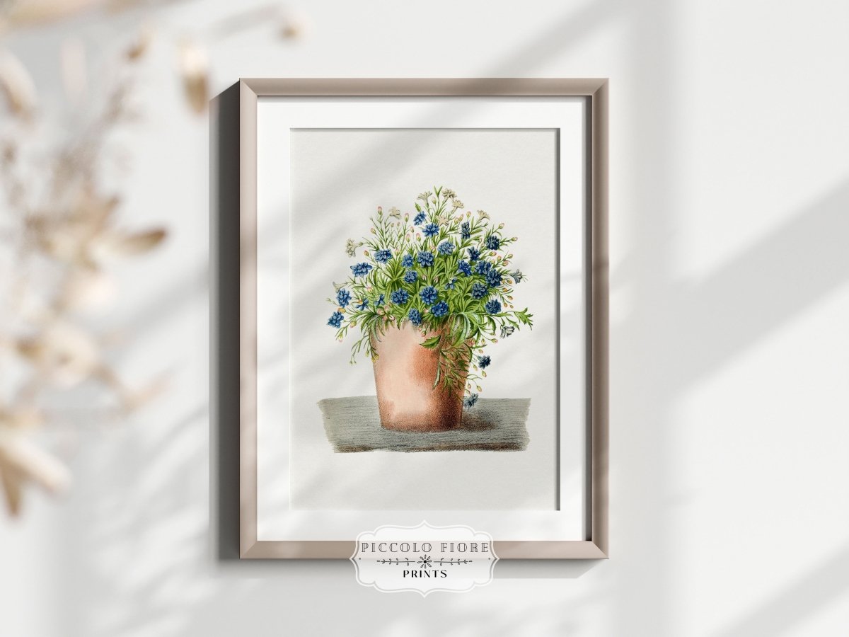 Blue Garden Lobelia in a Pot | P160 - Single Art Prints - Piccolo Fiore Prints