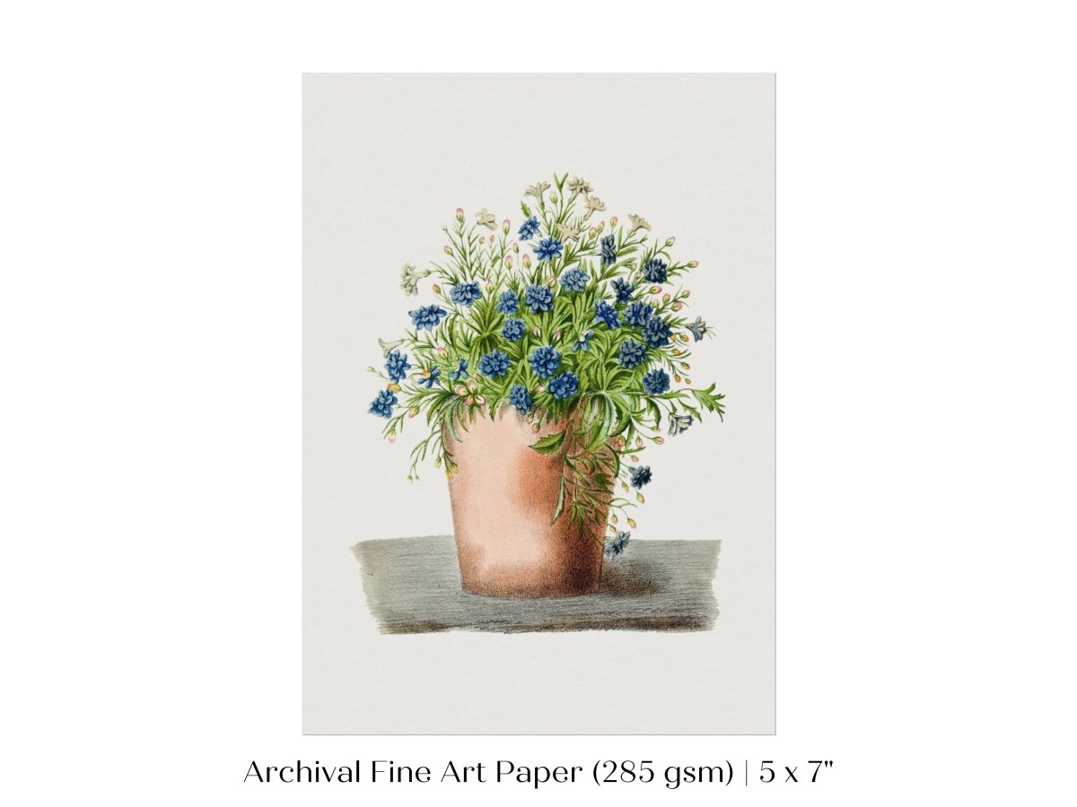 Blue Garden Lobelia in a Pot | P160 - Single Art Prints - Piccolo Fiore Prints