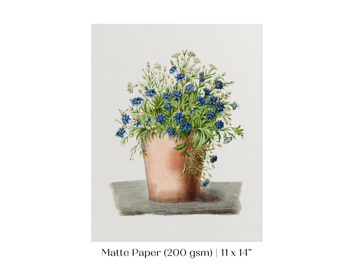 Blue Garden Lobelia in a Pot | P160 - Single Art Prints - Piccolo Fiore Prints