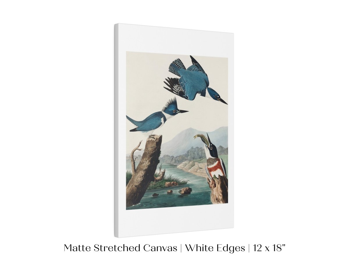Blue Kingfisher Illustration | P238 - Single Art Prints - Piccolo Fiore Prints