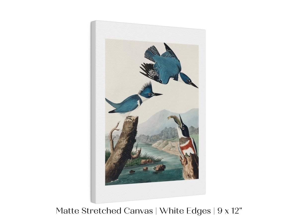 Blue Kingfisher Illustration | P238 - Single Art Prints - Piccolo Fiore Prints