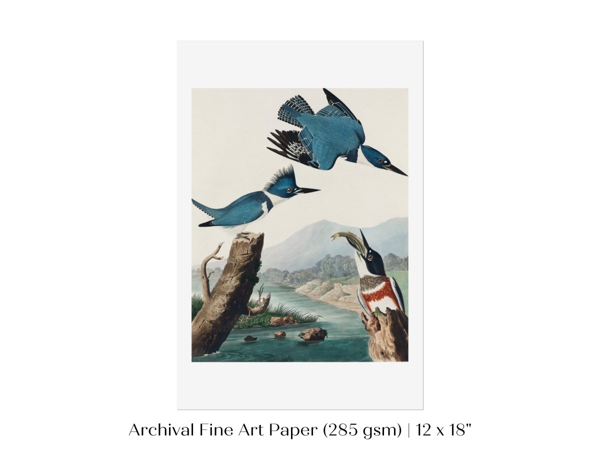 Blue Kingfisher Illustration | P238 - Single Art Prints - Piccolo Fiore Prints