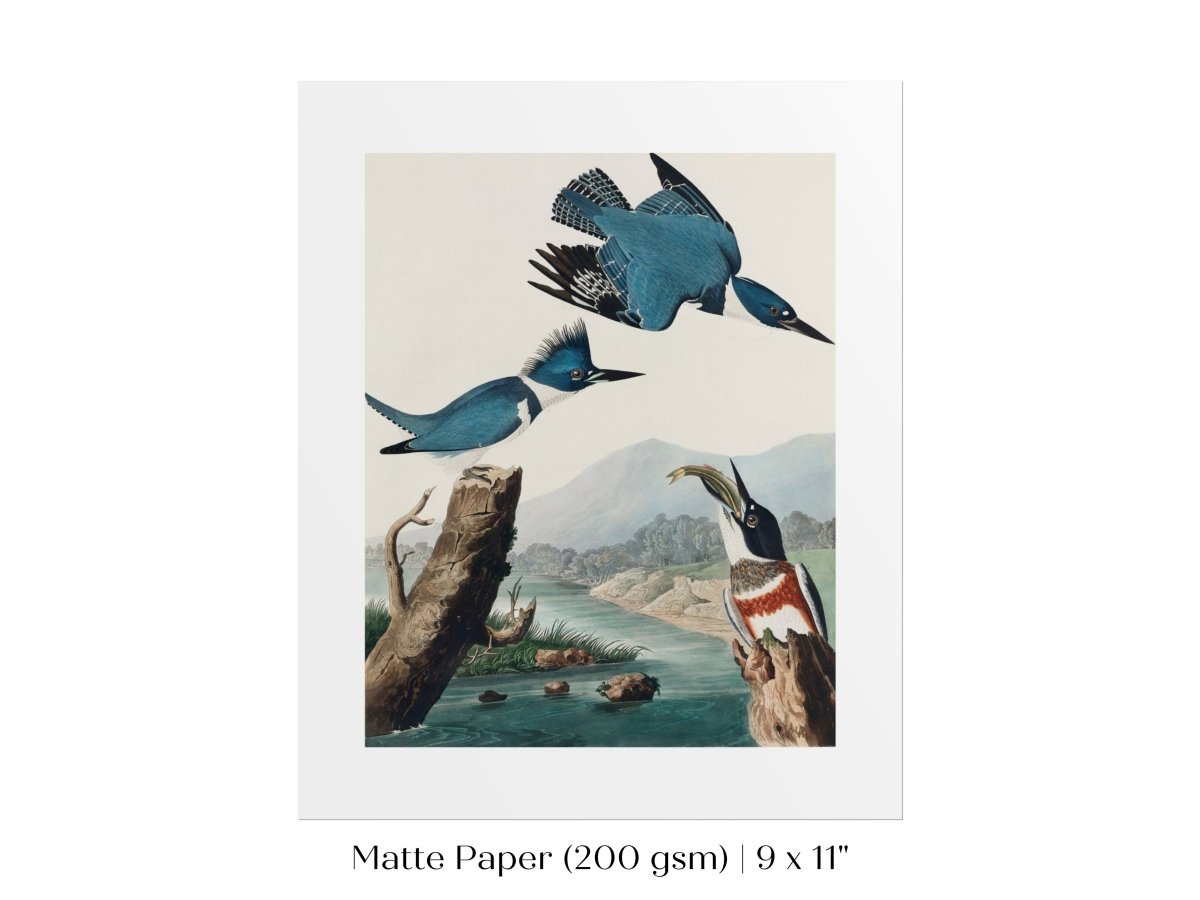 Blue Kingfisher Illustration | P238 - Single Art Prints - Piccolo Fiore Prints
