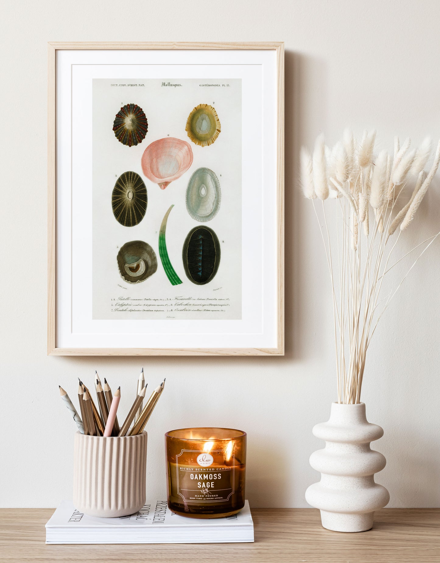 Shell/Mollusk Illustration | P230