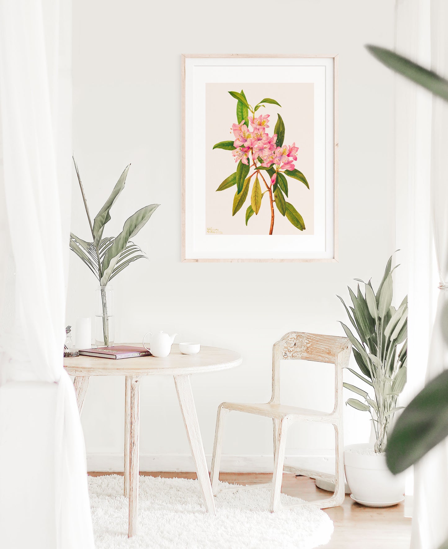 Pink Rose Bay Rhododendron Illustration | P178