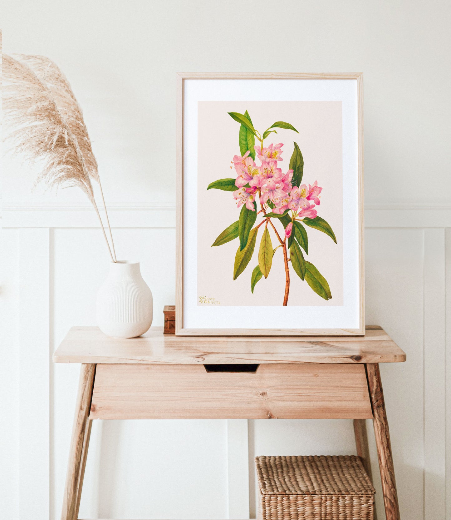 Pink Rose Bay Rhododendron Illustration | P178
