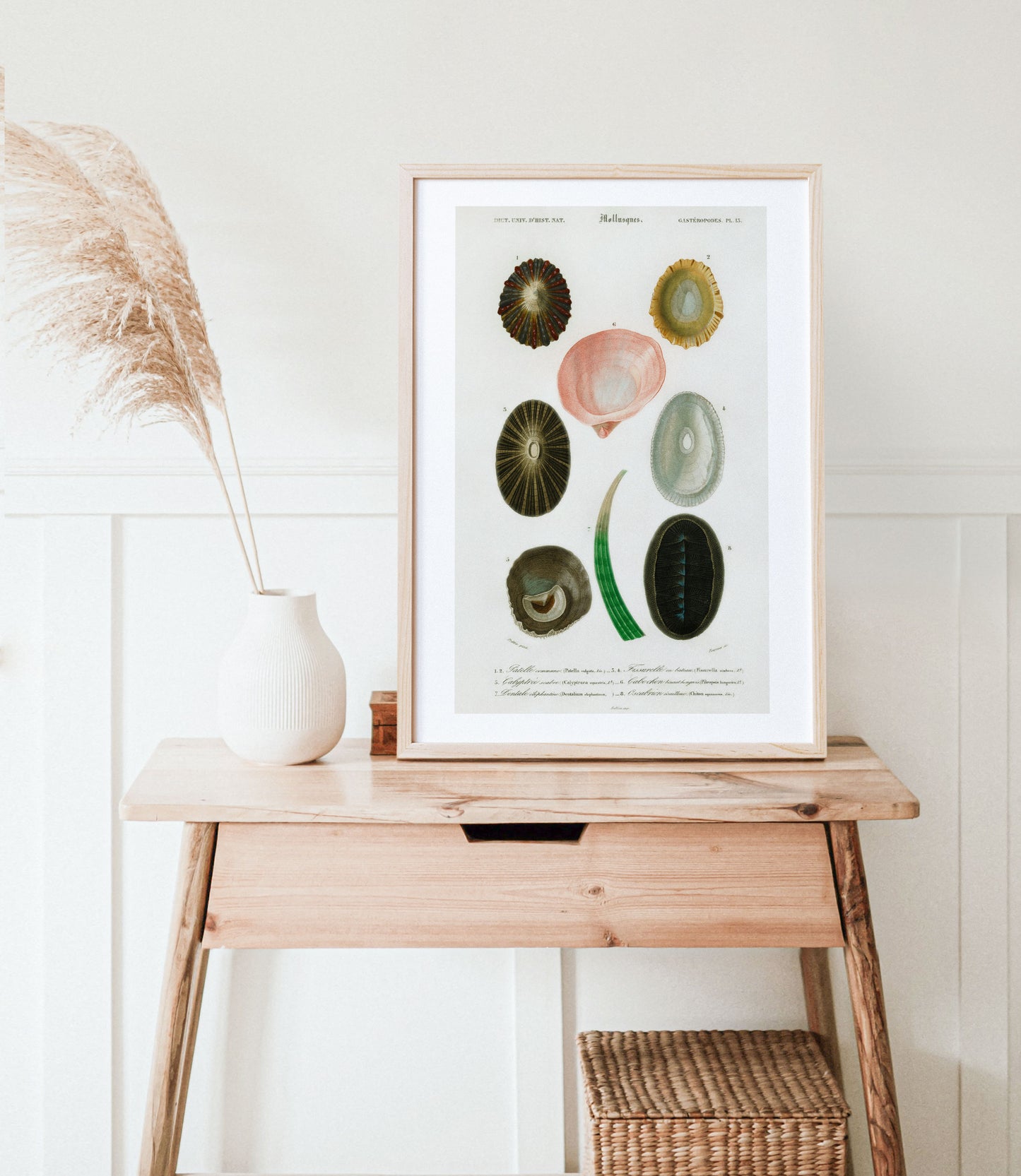 Shell/Mollusk Illustration | P230