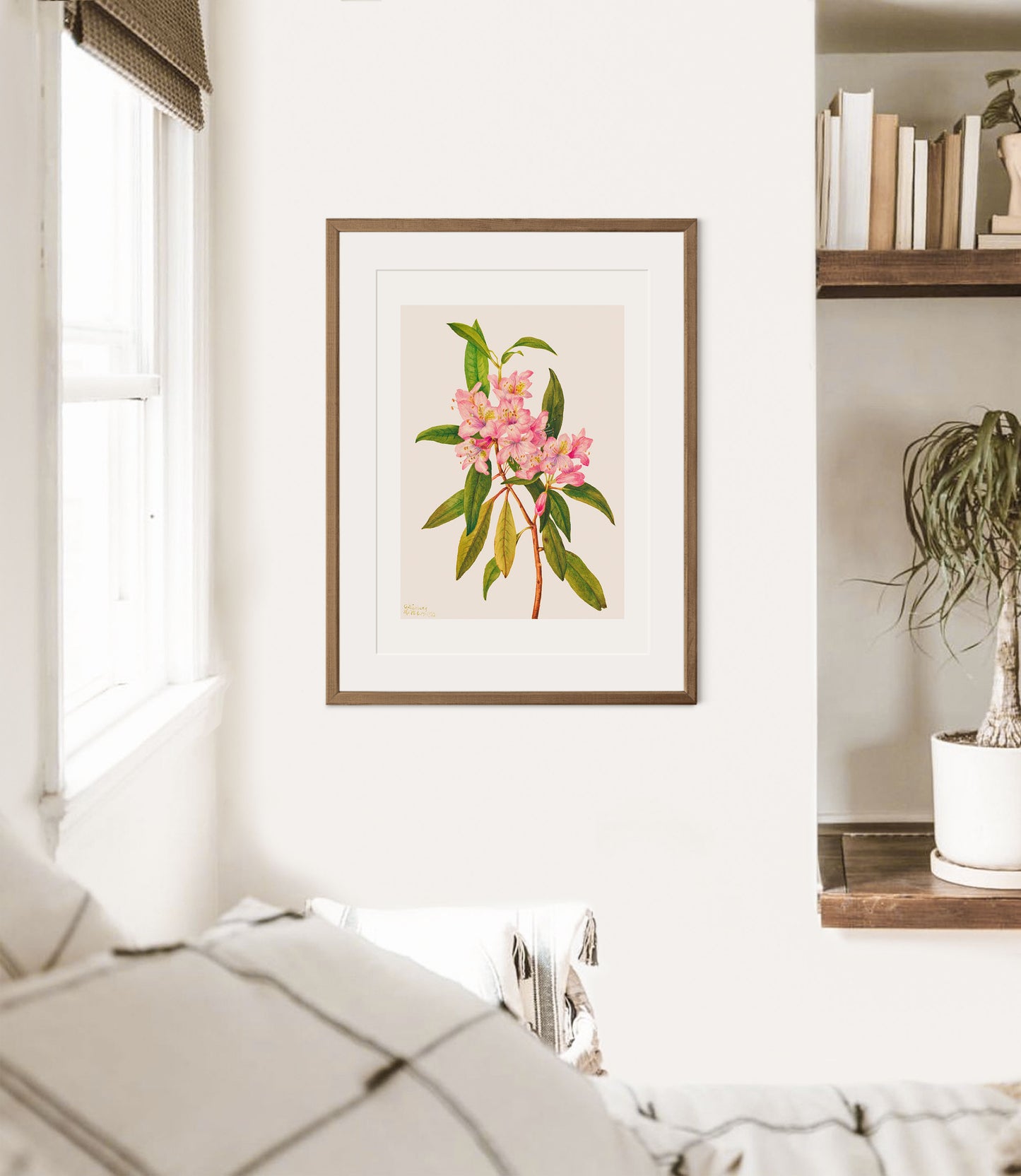 Pink Rose Bay Rhododendron Illustration | P178