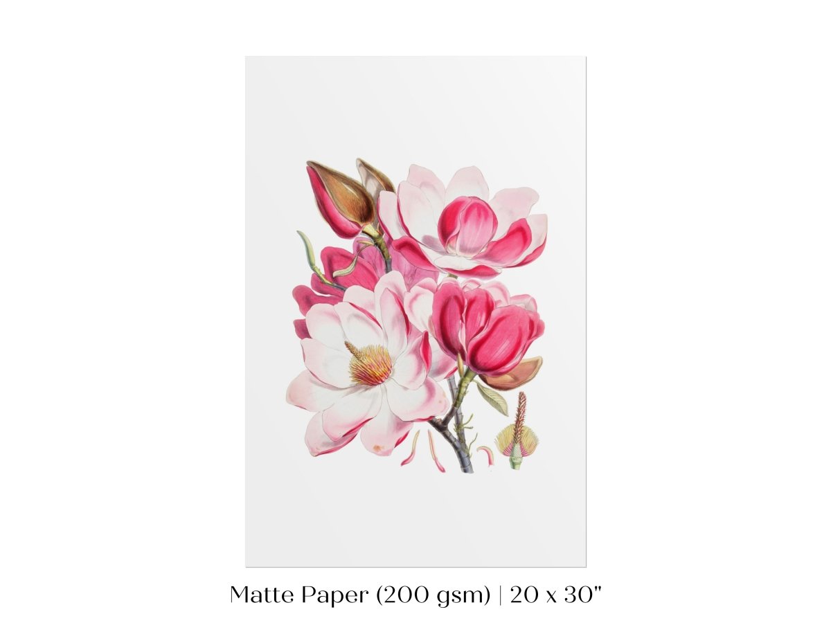 Bright Pink Magnolia Illustration | P47 - Single Art Prints - Piccolo Fiore Prints