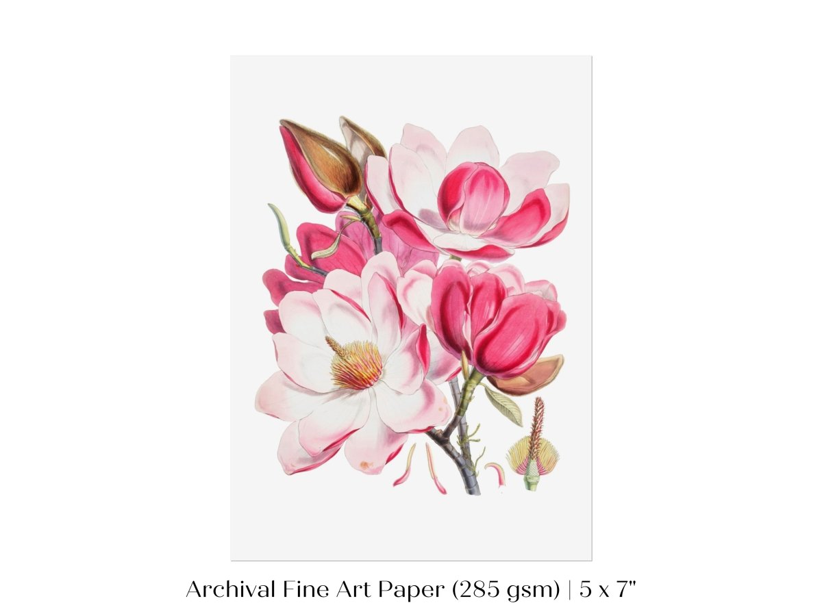 Bright Pink Magnolia Illustration | P47 - Single Art Prints - Piccolo Fiore Prints