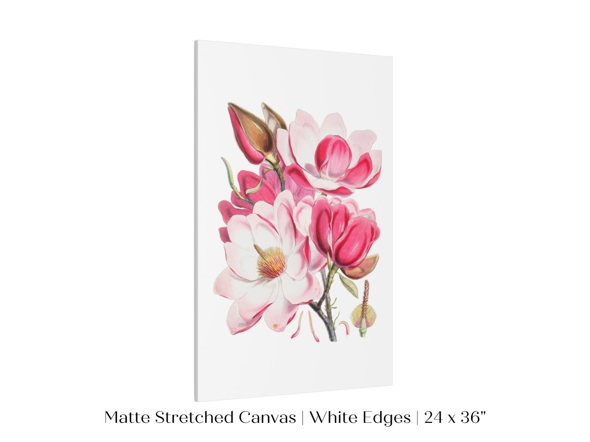 Bright Pink Magnolia Illustration | P47 - Single Art Prints - Piccolo Fiore Prints