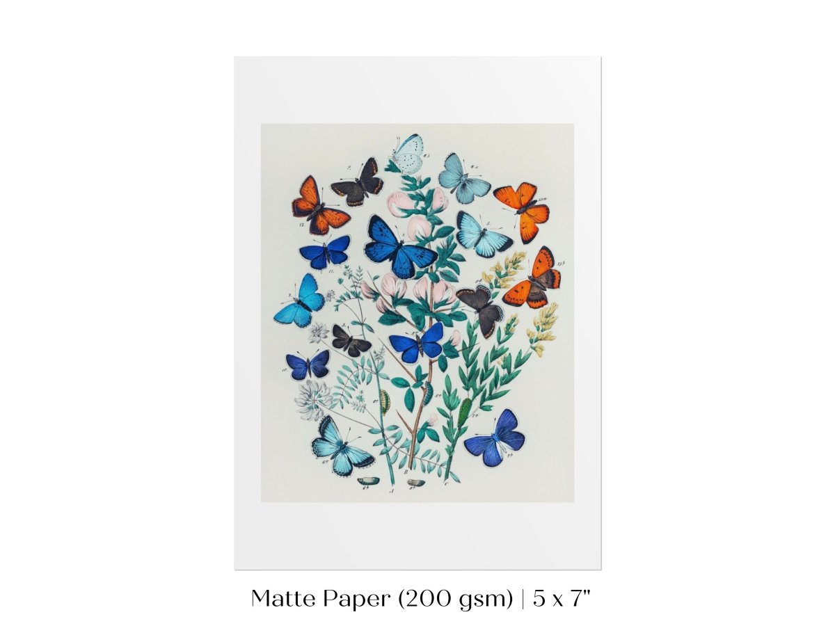 Butterflies and Caterpillars | P101 - Single Art Prints - Piccolo Fiore Prints