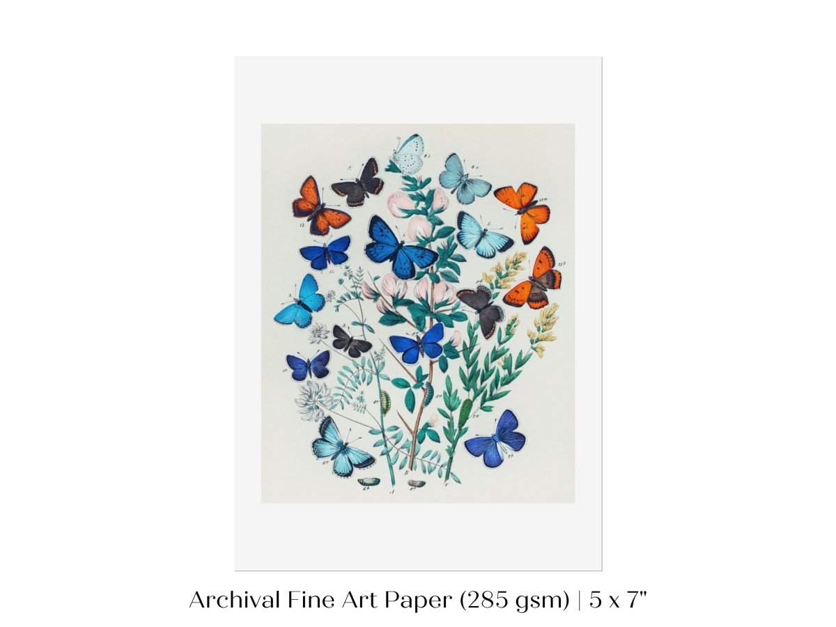 Butterflies and Caterpillars | P101 - Single Art Prints - Piccolo Fiore Prints