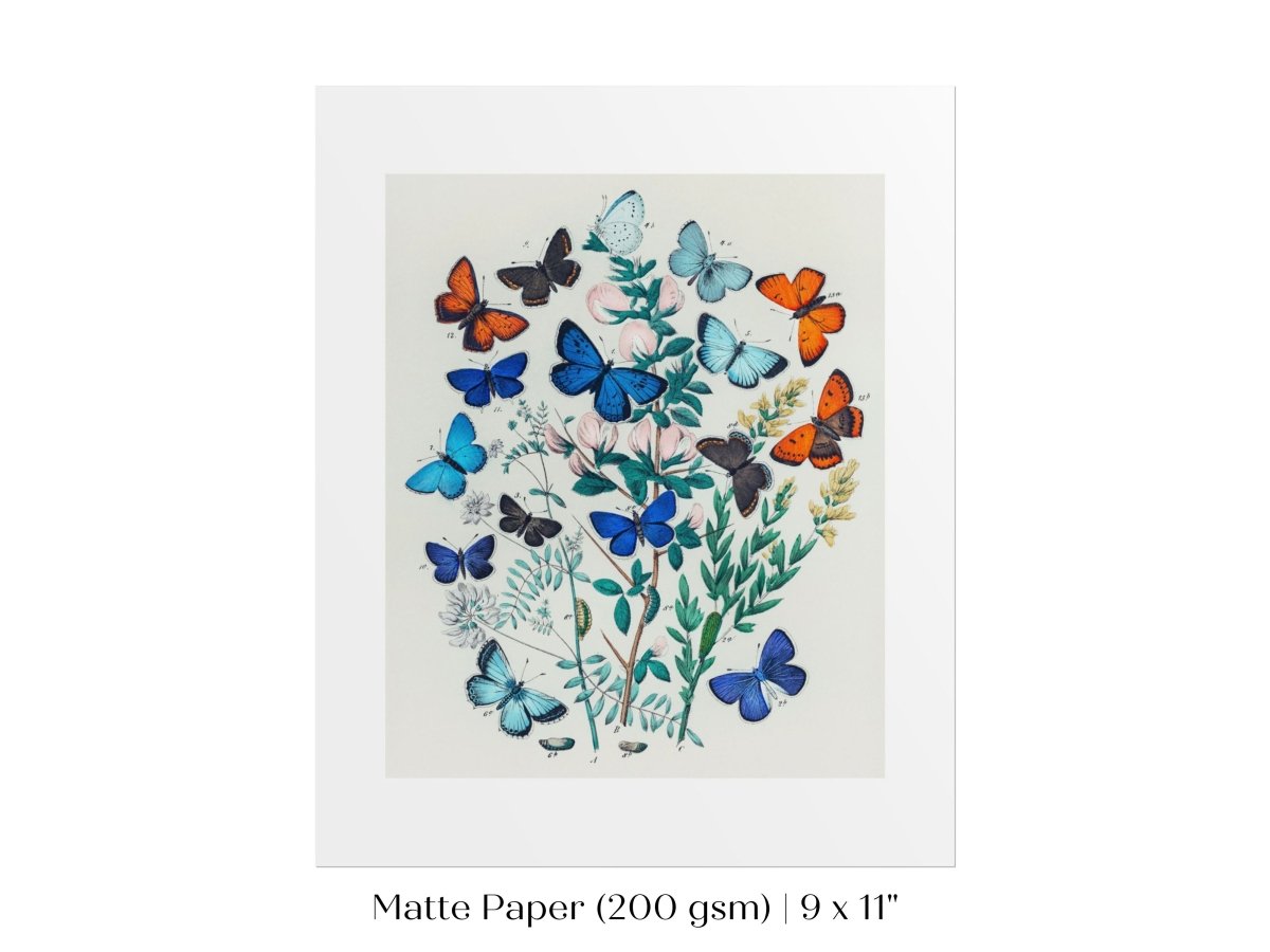 Butterflies and Caterpillars | P101 - Single Art Prints - Piccolo Fiore Prints