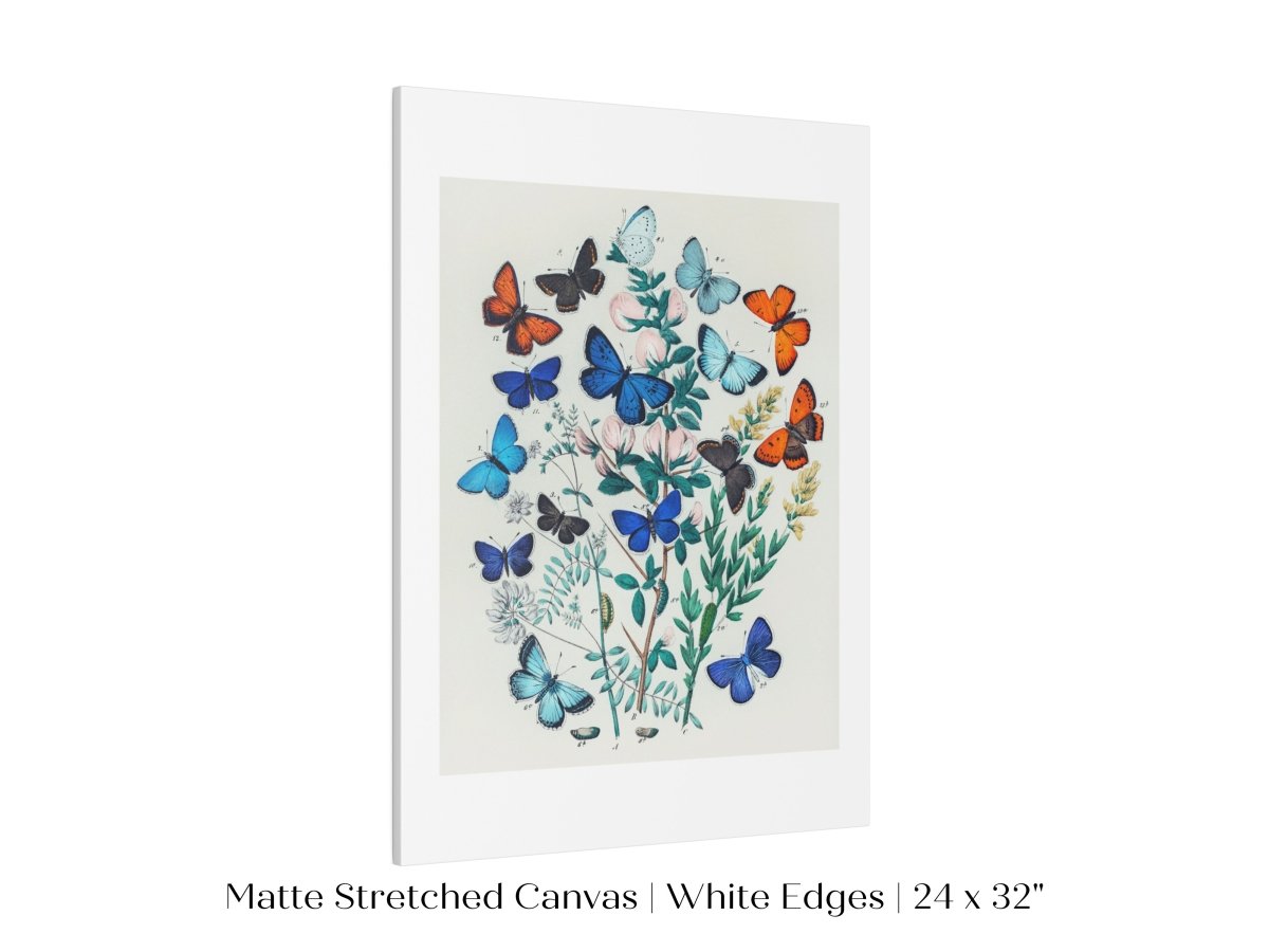 Butterflies and Caterpillars | P101 - Single Art Prints - Piccolo Fiore Prints