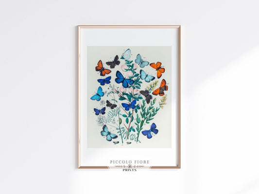 Butterflies and Caterpillars | P101 - Single Art Prints - Piccolo Fiore Prints