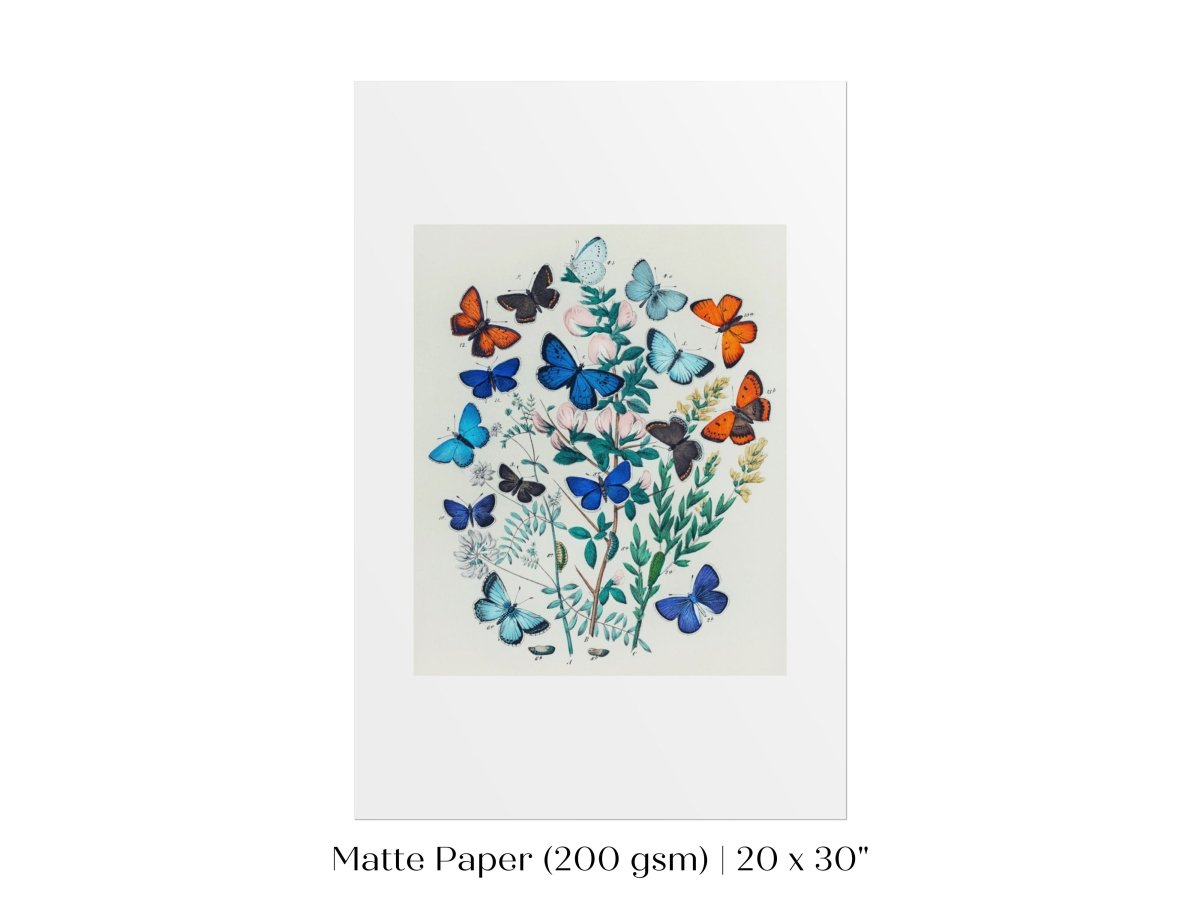Butterflies and Caterpillars | P101 - Single Art Prints - Piccolo Fiore Prints