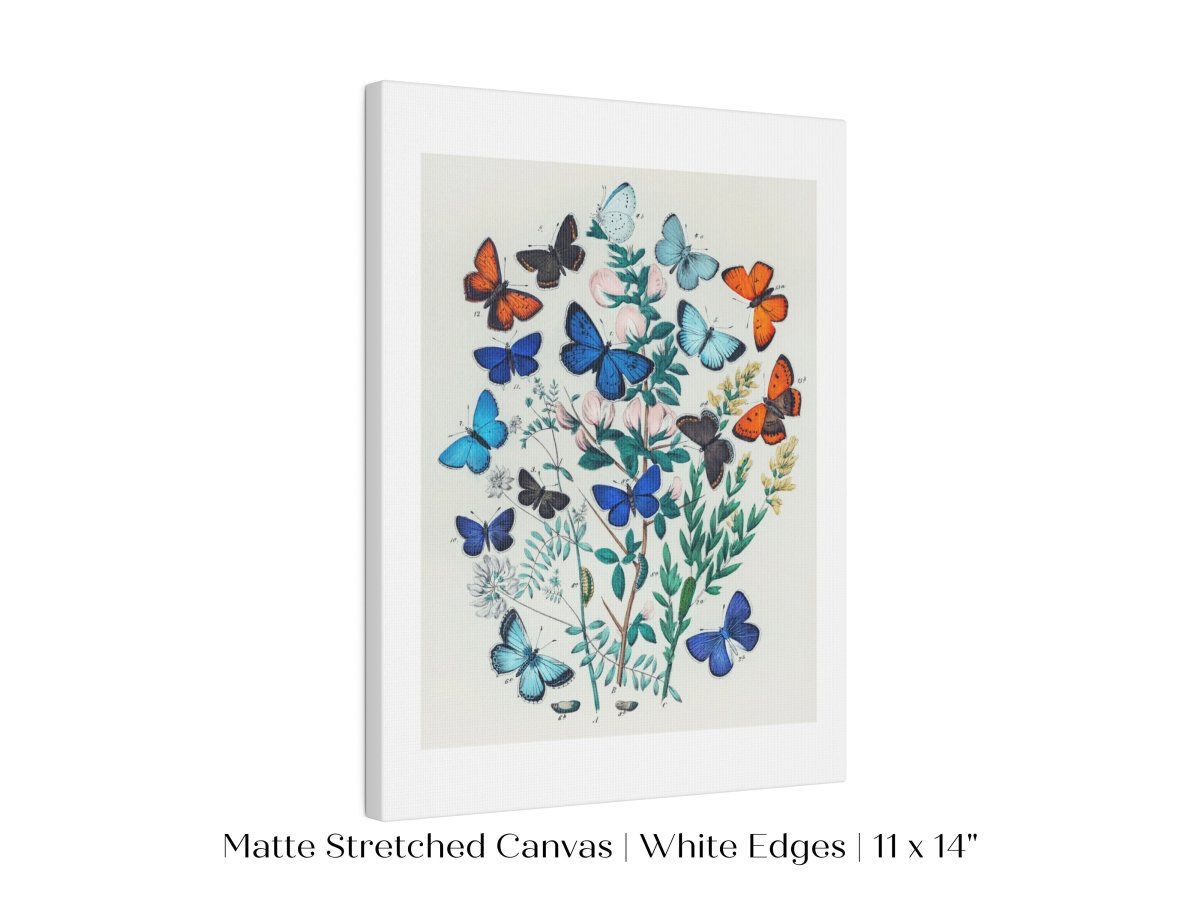 Butterflies and Caterpillars | P101 - Single Art Prints - Piccolo Fiore Prints