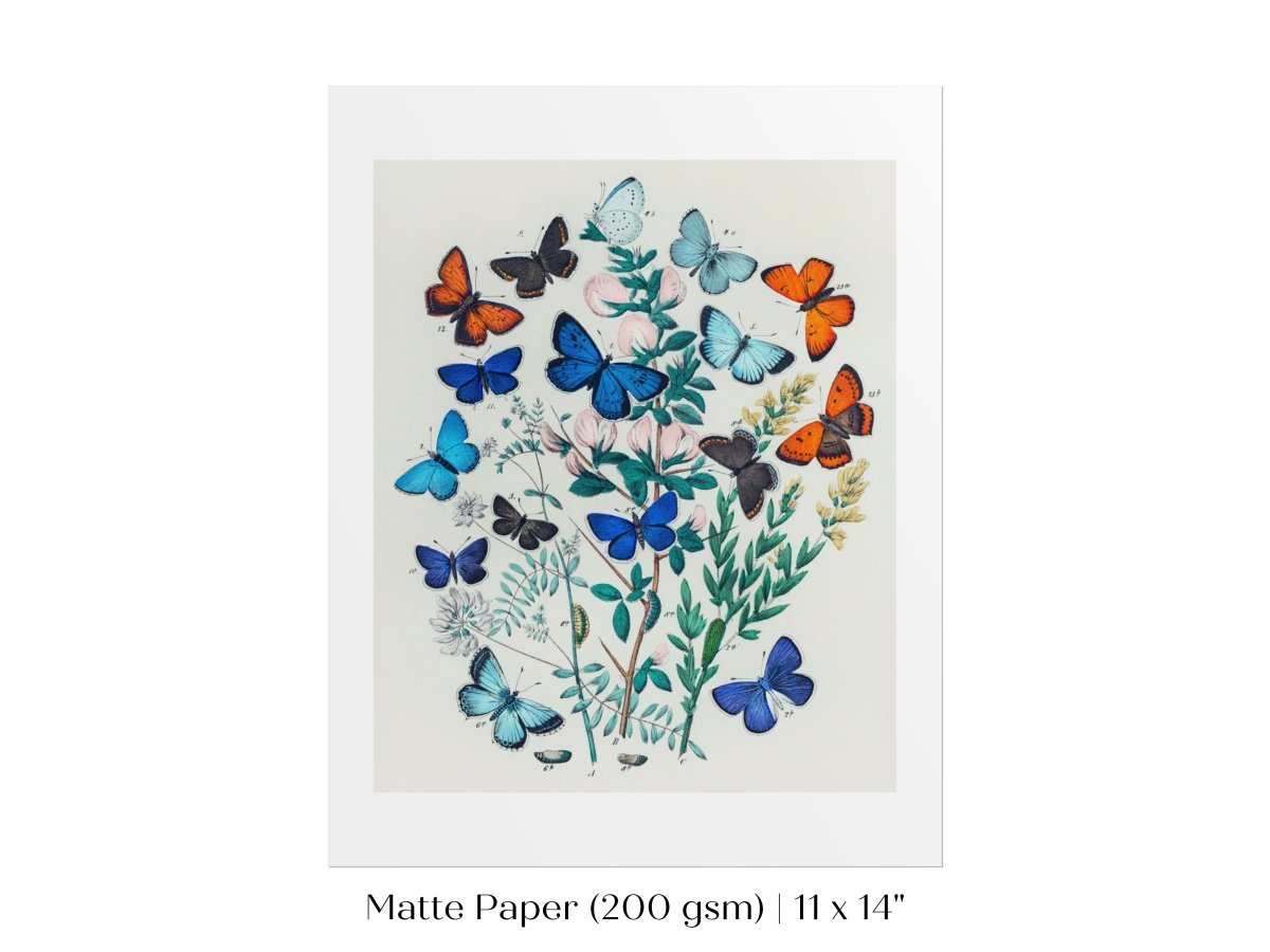 Butterflies and Caterpillars | P101 - Single Art Prints - Piccolo Fiore Prints