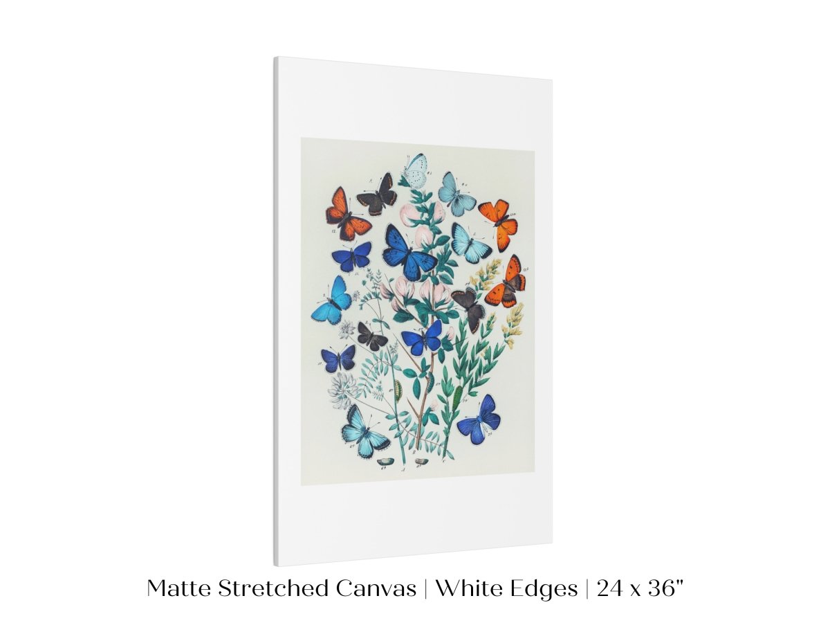 Butterflies and Caterpillars | P101 - Single Art Prints - Piccolo Fiore Prints