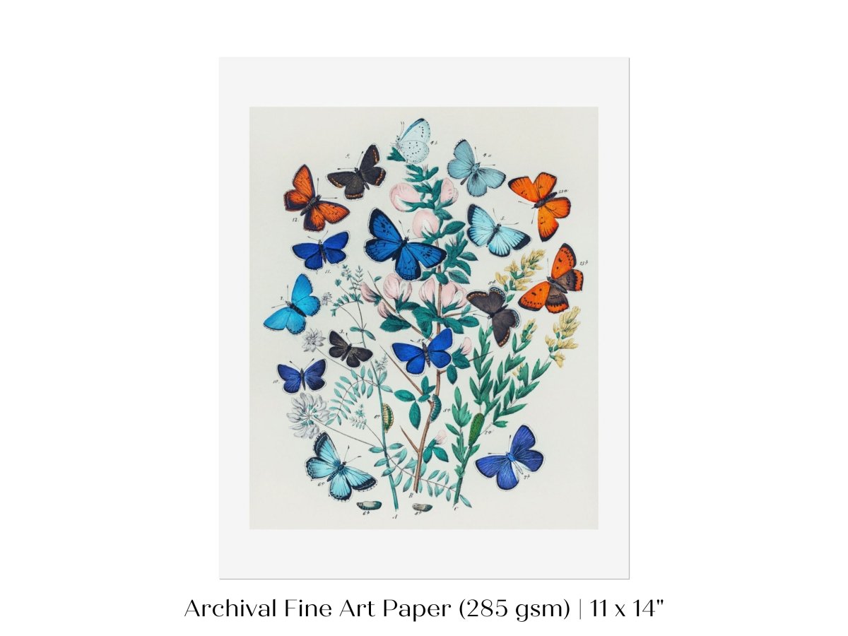 Butterflies and Caterpillars | P101 - Single Art Prints - Piccolo Fiore Prints
