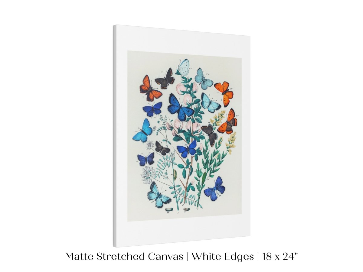 Butterflies and Caterpillars | P101 - Single Art Prints - Piccolo Fiore Prints