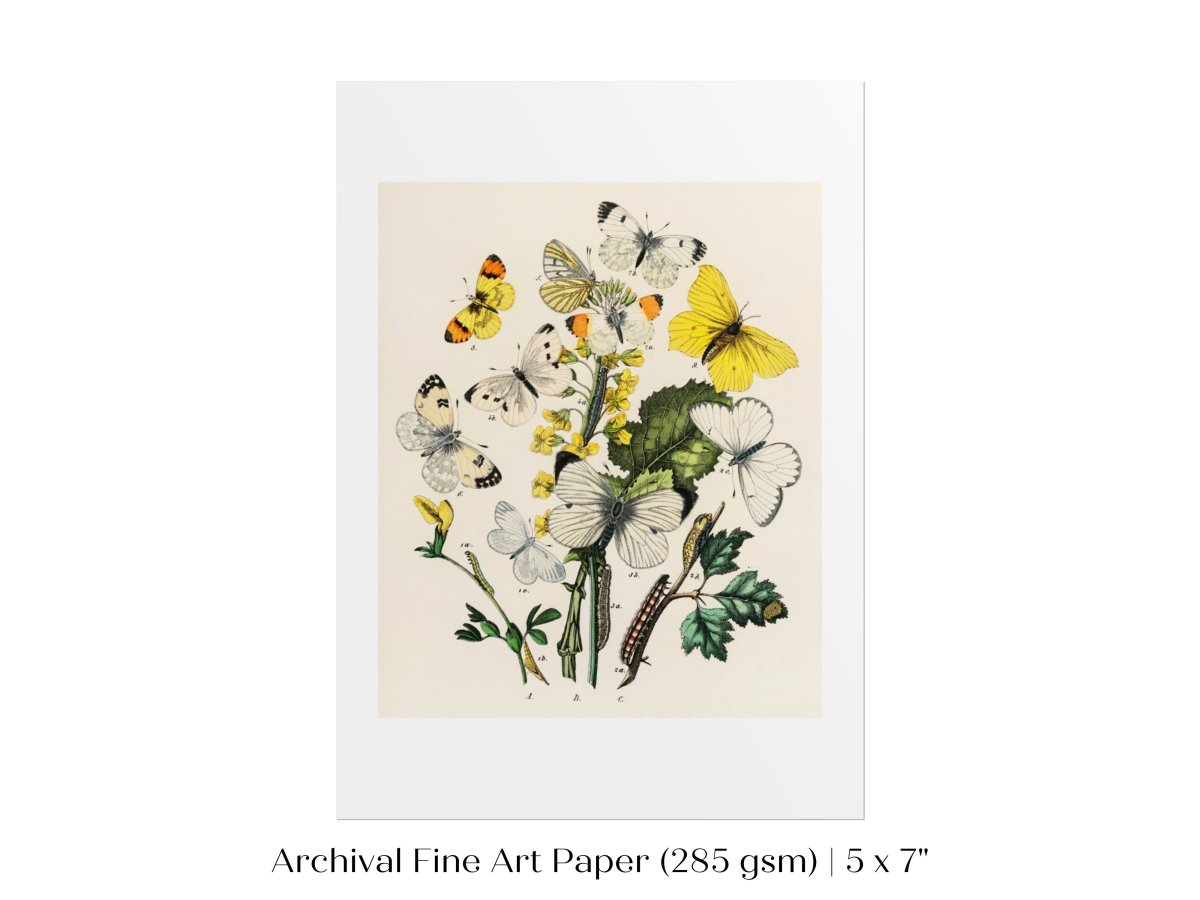Butterflies and Caterpillars | P41 - Single Art Prints - Piccolo Fiore Prints