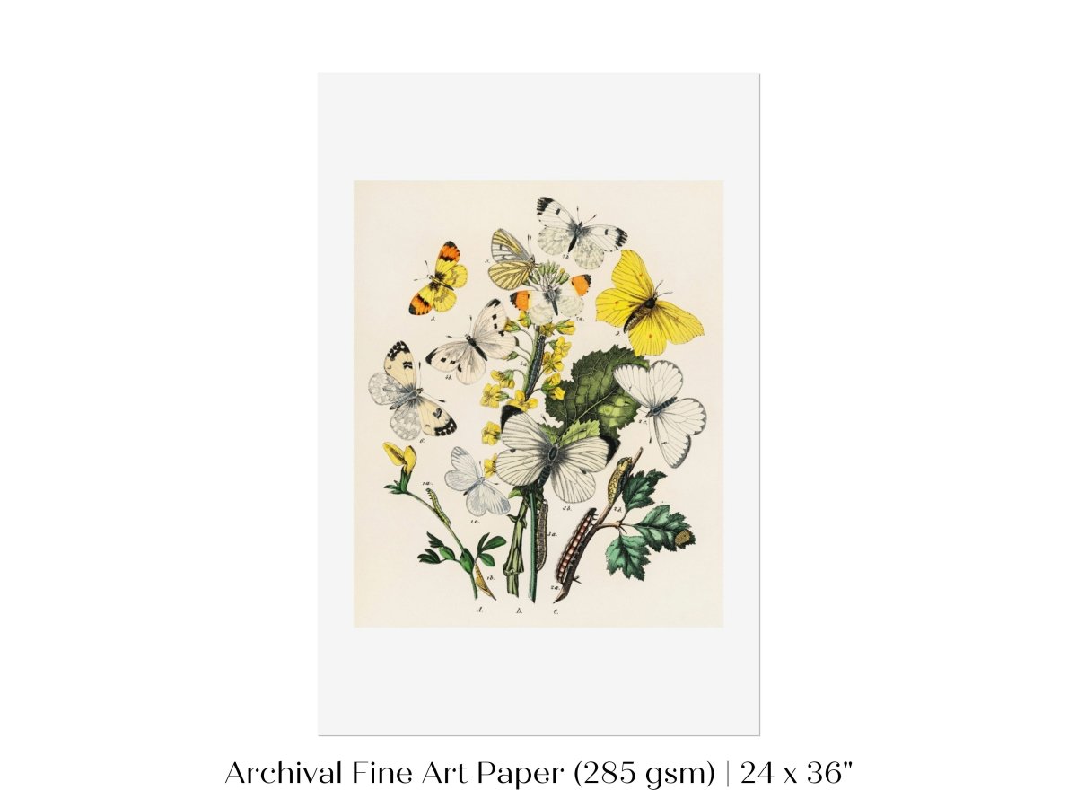 Butterflies and Caterpillars | P41 - Single Art Prints - Piccolo Fiore Prints