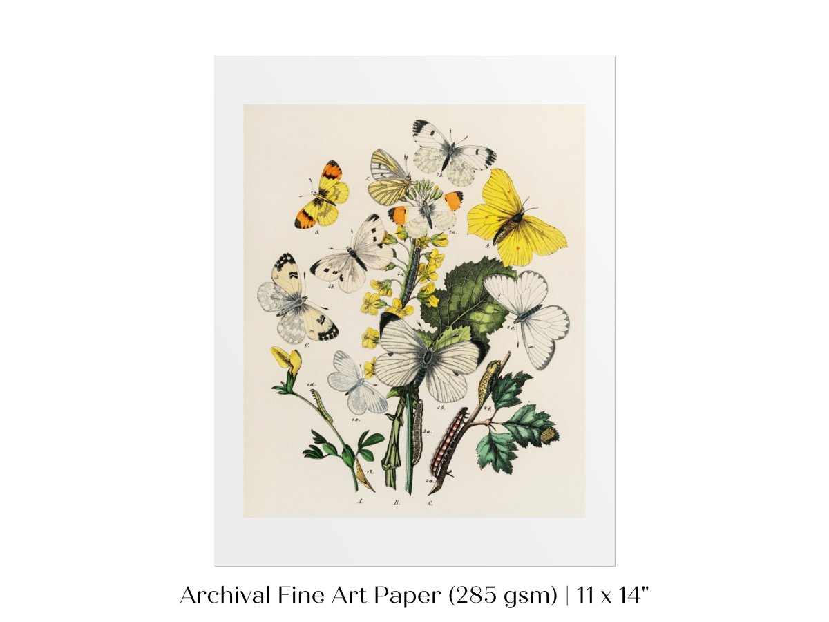 Butterflies and Caterpillars | P41 - Single Art Prints - Piccolo Fiore Prints