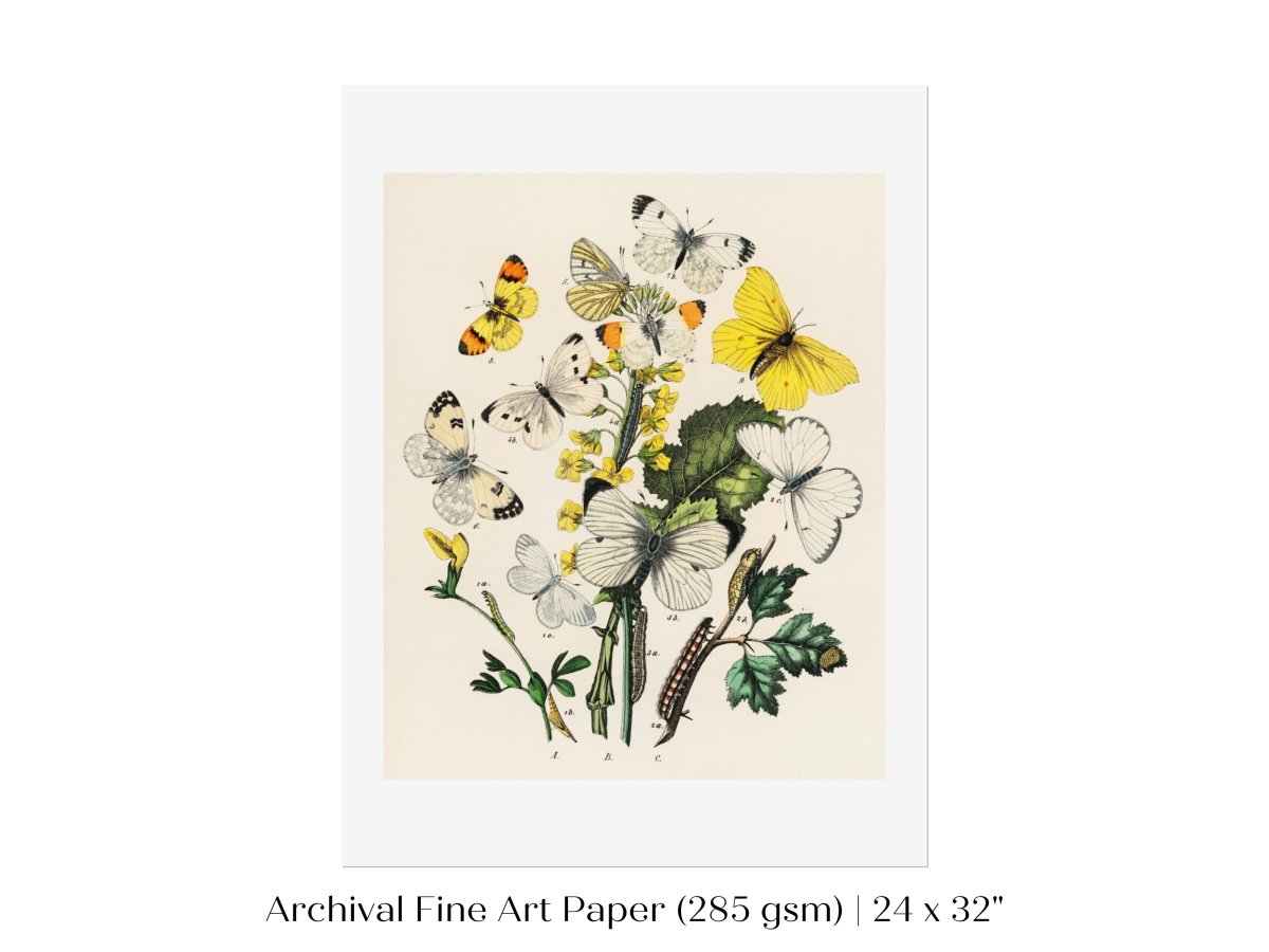 Butterflies and Caterpillars | P41 - Single Art Prints - Piccolo Fiore Prints