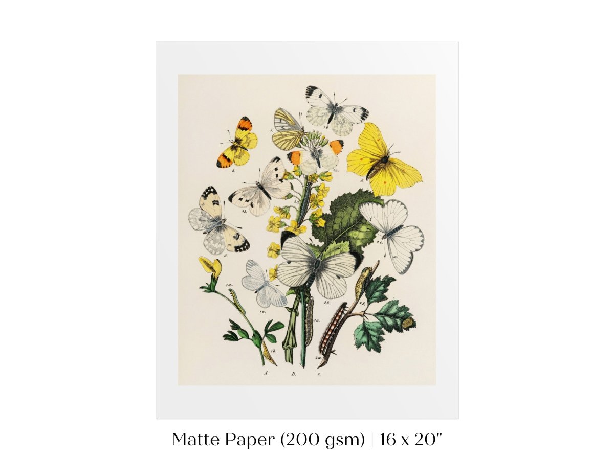 Butterflies and Caterpillars | P41 - Single Art Prints - Piccolo Fiore Prints