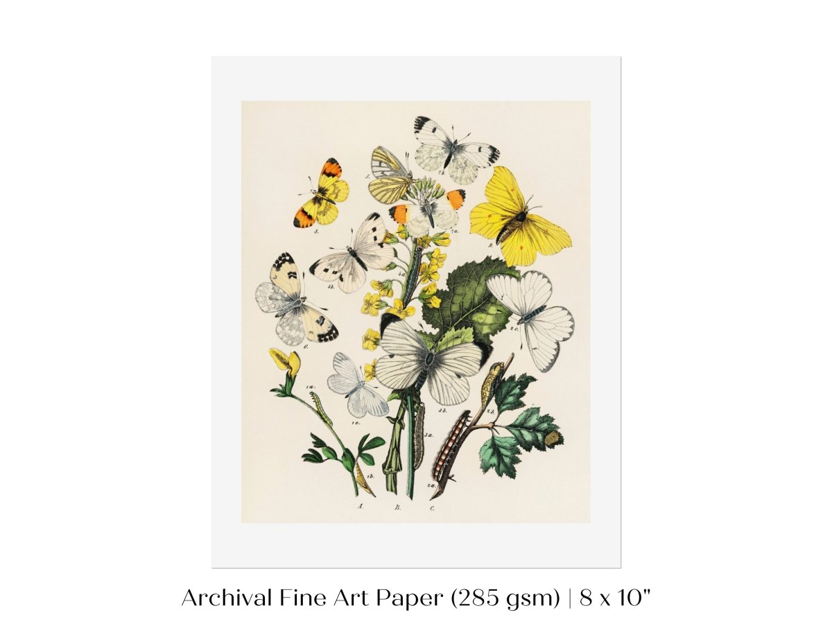 Butterflies and Caterpillars | P41 - Single Art Prints - Piccolo Fiore Prints
